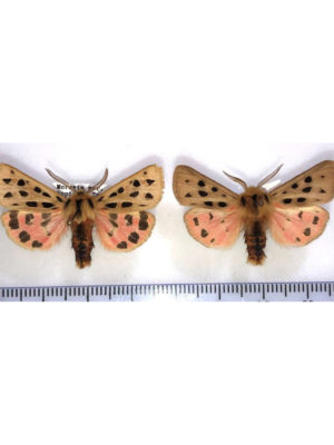 Arctiidae, Chelis maculosa, 2 males, Czech Republic, A1/A1-