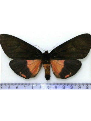 Arctiidae, Axiopoena karelini, Female, Armenia, A-, RARE