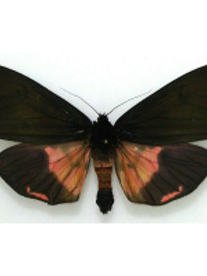 Arctiidae. Axiopoena karelini, A-, male, Armenia
