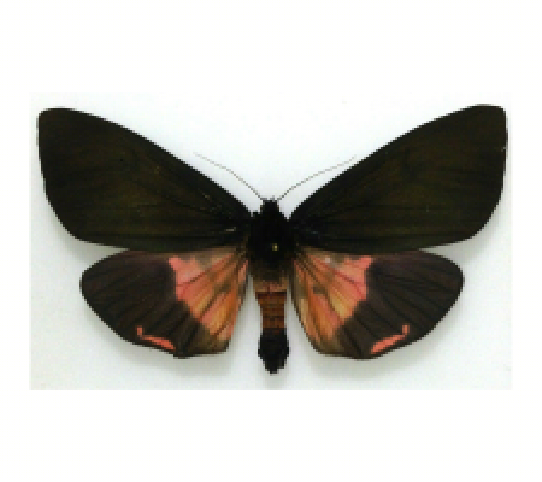 Arctiidae. Axiopoena karelini, A-, male, Armenia