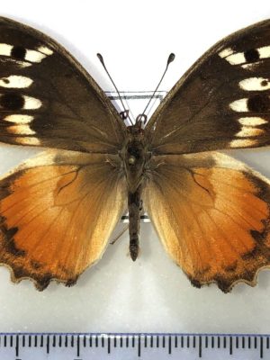 Lepidoptera. Satyridae. Chazara bischoffii, male, A1, Armenia. Rare