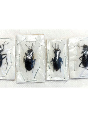 Cicindela granulata stoliczkana, males, A1_A1-, Kirghizia, lot 4 PC