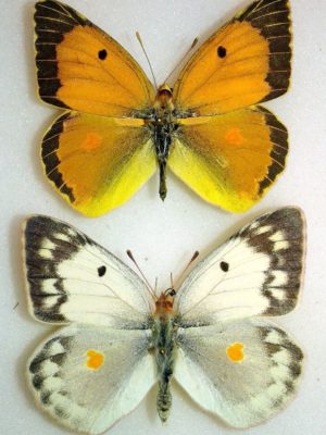Lepidoptera. Colias aurorina, A1, Pair, Caucasus, RARE #1