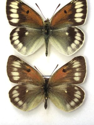 Lepidoptera. Colias christophi christophi, A-, Pair, Tajikistan. RARE