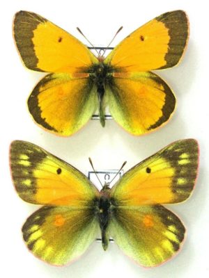 Lepidoptera. Colias hyperborea, A1-, pair, Far East