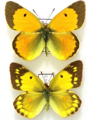 Lepidoptera. Colias myrmidone, A1-, Pair, Central parth of Russia.