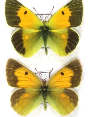 Lepidoptera. Colias wiskotti chrysoptera, A1-, Pair, Tajikistan. RARE
