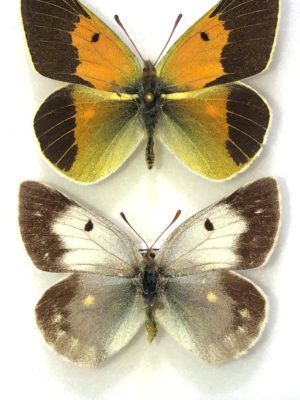 Lepidoptera. Colias wiskotti natik, A-, Pair, Tajikistan. TOPOTYPUS. RARE/RARE COLOR FORM