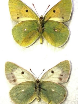 Lepidoptera. Colias wiskotti natik, A-, Pair, Tajikistan. TOPOTYPUS. RARE/RARE COLOR FORM