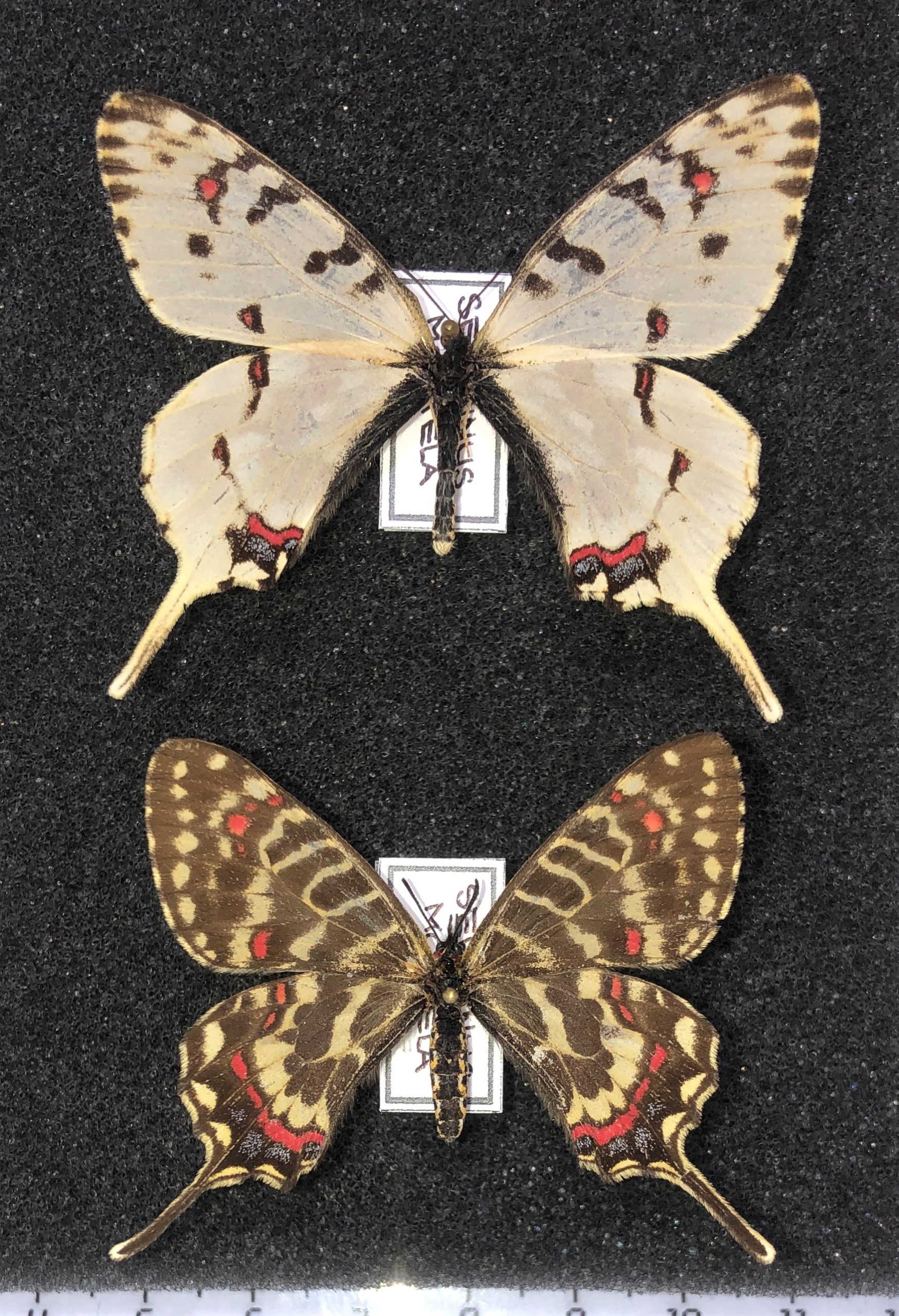 Lepidoptera. Papilionidae. Sericinus montela, pair, Spring form, A-, Far East — изображение 2