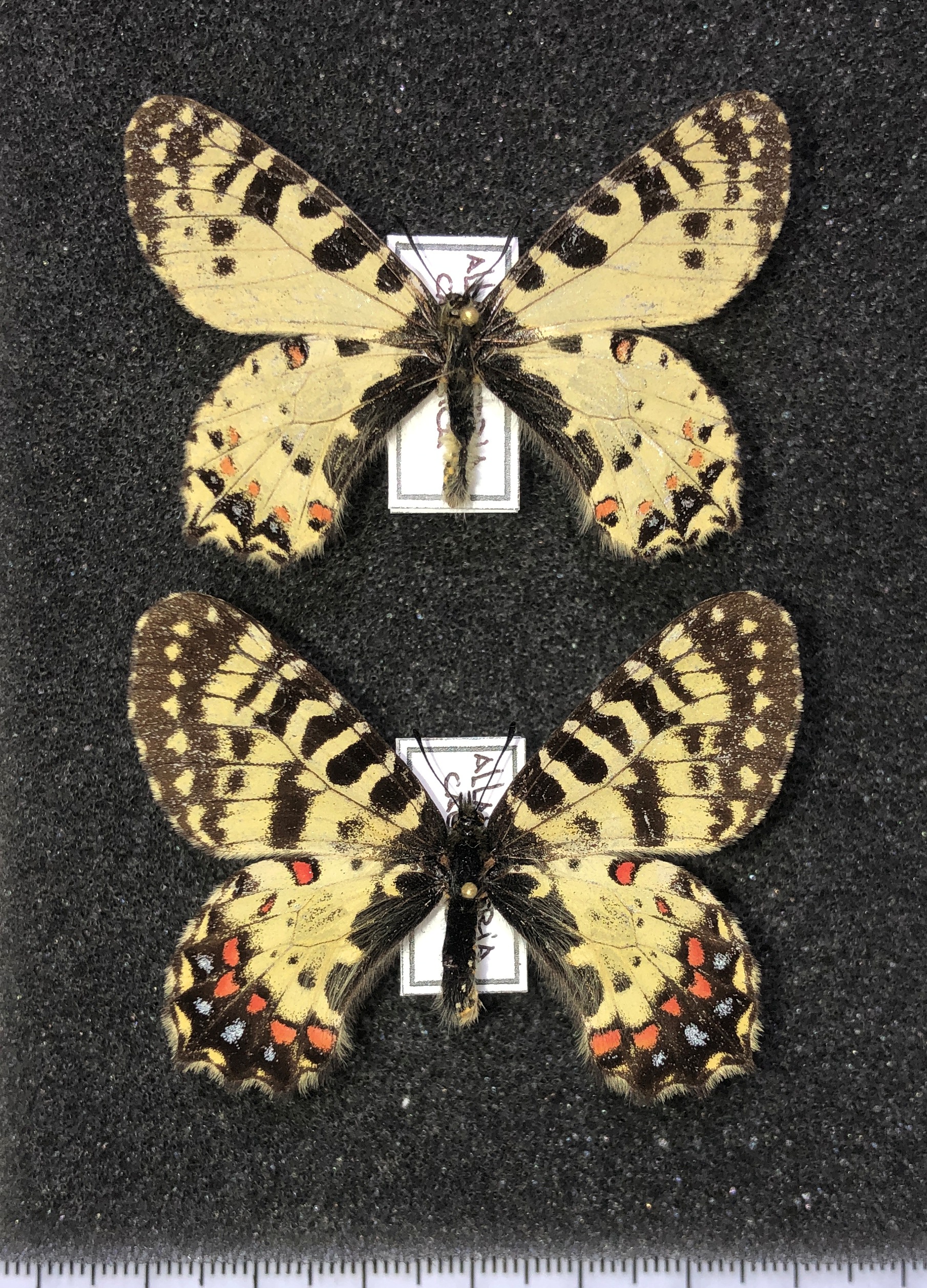 Lepidoptera. Papilionidae. Allancastria caucasica, A1-, Abkhasia — изображение 2
