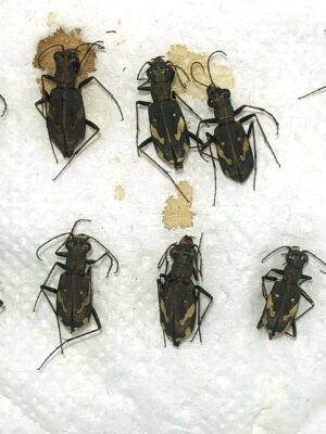 Cicindela obliquefasciata descendens, males/females,A1_A2, Kirghizia, lot 10 PC