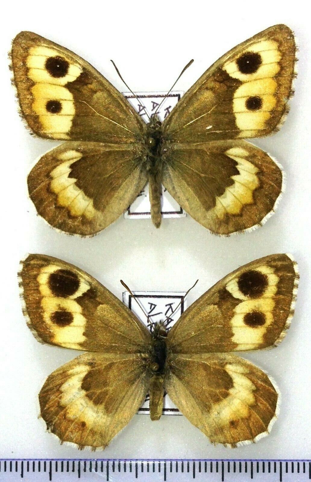 Lepidoptera. Satyridae. Karanasa alpherakyi alpherakyi, pair, A1-, Tadjikistan.