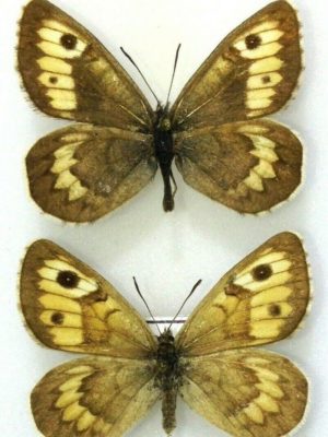 Lepidoptera. Satyridae. Karanasa bolorica, pair, A-, Tadjikistan