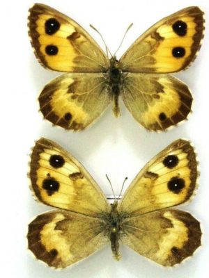 Lepidoptera. Satyridae. Karanasa latifasciata, pair, A-, Kirghizia