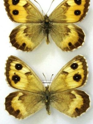 Lepidoptera. Satyridae. Karanasa latifasciata, pair, A-, Kirghizia