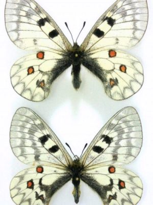 Lepidoptera. Parnassius ariadne ariadne, (=clarius), A1-, pair, Altai
