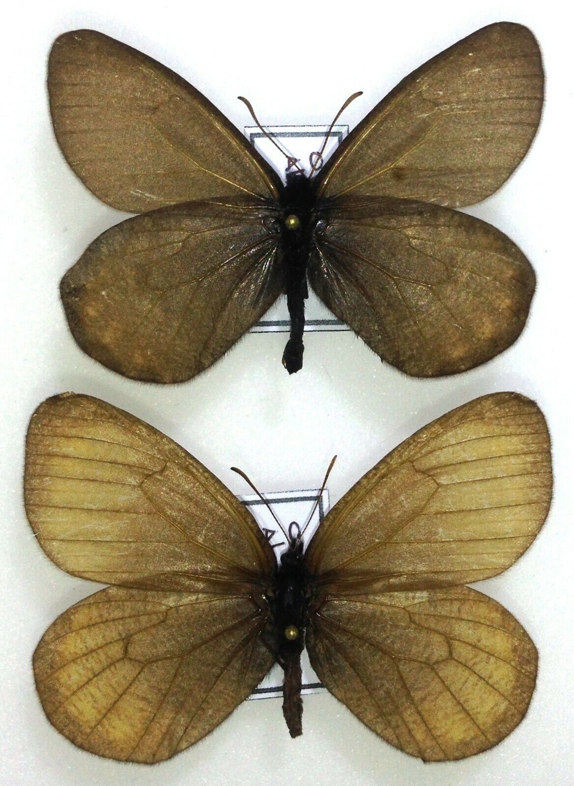 Lepidoptera. Satyridae. Oeneis aktashi, pair, A-, Russia, Altai
