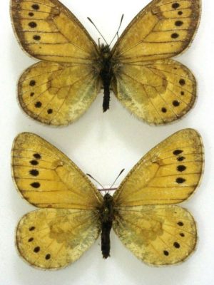 Lepidoptera. Satyridae. Oeneis tarpeia, pair, A1-, Russia, Altai