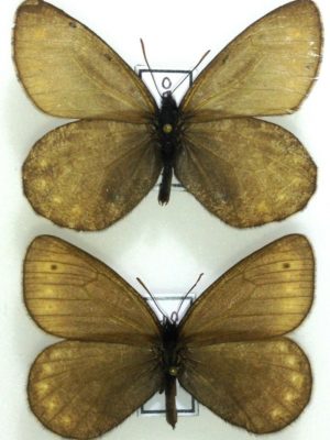 Lepidoptera. Satyridae. Oeneis tunga, pair, A-, Russia, Buryatia