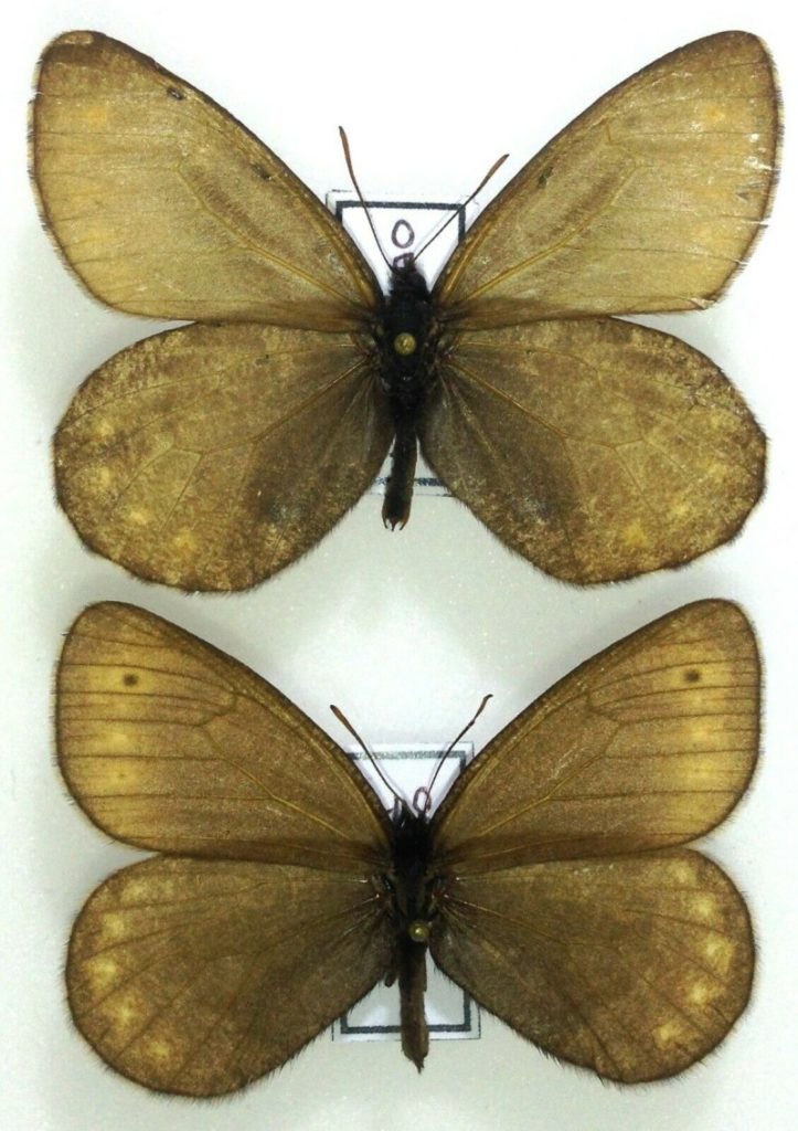 Lepidoptera. Satyridae. Oeneis tunga, pair, A-, Russia, Buryatia ...