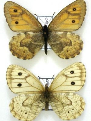 Lepidoptera. Satyridae. Oeneis urda, pair, A1-, Russia, Buryatia