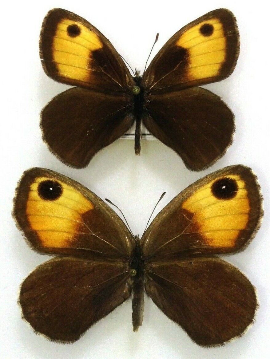 Lepidoptera. Satyridae. Paralasa helios, pair, A-, Kirghizia
