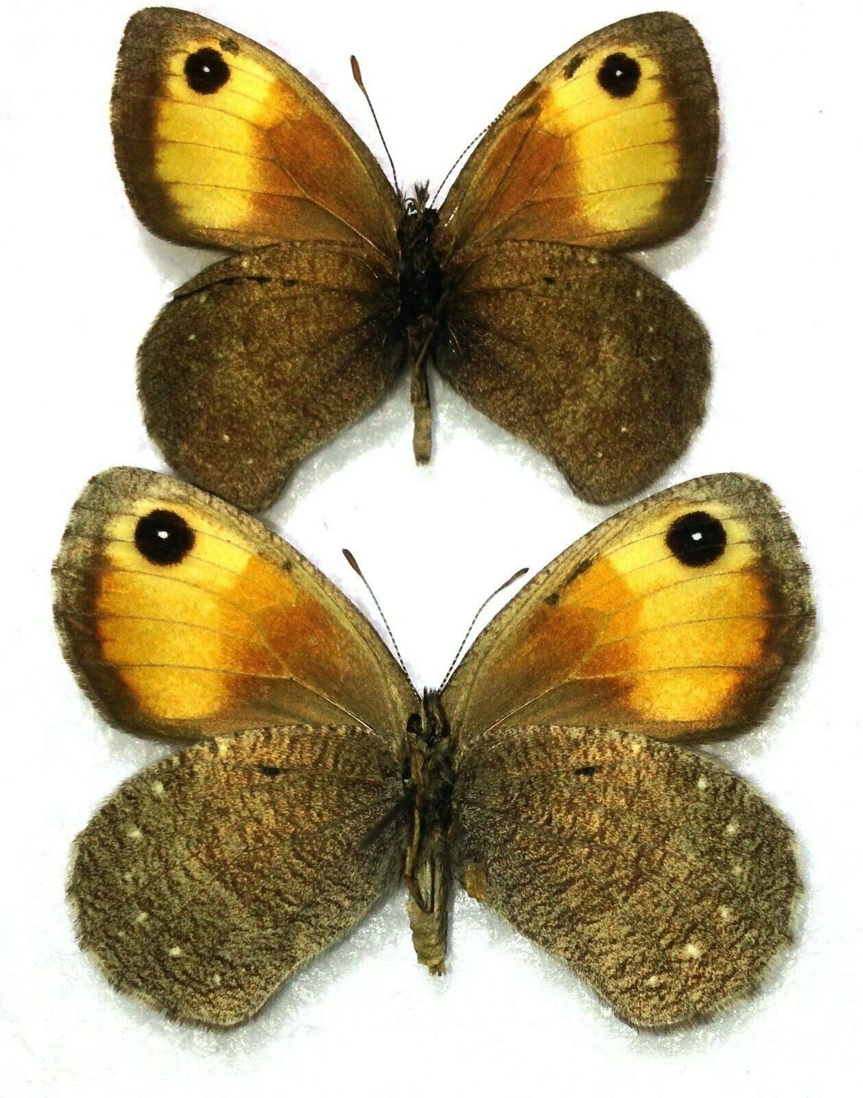 Lepidoptera. Satyridae. Paralasa helios, pair, A-, Kirghizia — изображение 2