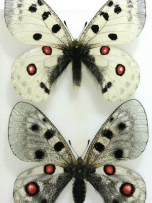 Lepidoptera. Parnassius alpherakyi, A1-, pair, Altai.