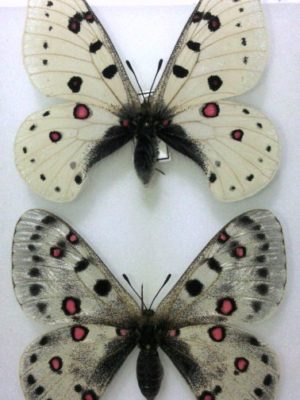 Parnassius apollonius alaicus, A1+, Pair, Kirghizia