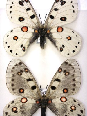 Parnassius apollonius poseidon, A1+,Pair, Uzbekhistan