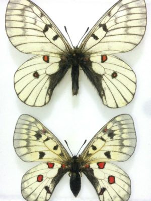 Lepidoptera. Parnassius bremeri conjunctus, A1, pair, Russia, Far East