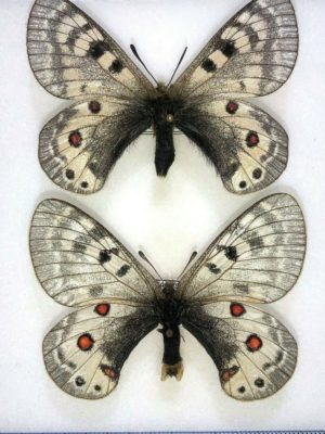 Lepidoptera. Parnassius delphius delphius, A-, pair, Kazakhstan
