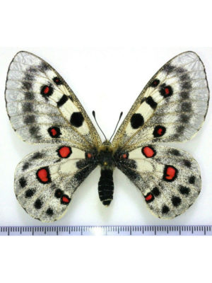 Lepidoptera. Parnassius hybrid, A1, female