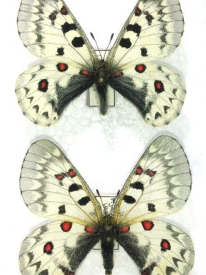 Lepidoptera. Parnassius jacquemontii variabilis, A1, Pair, Kirghizia.