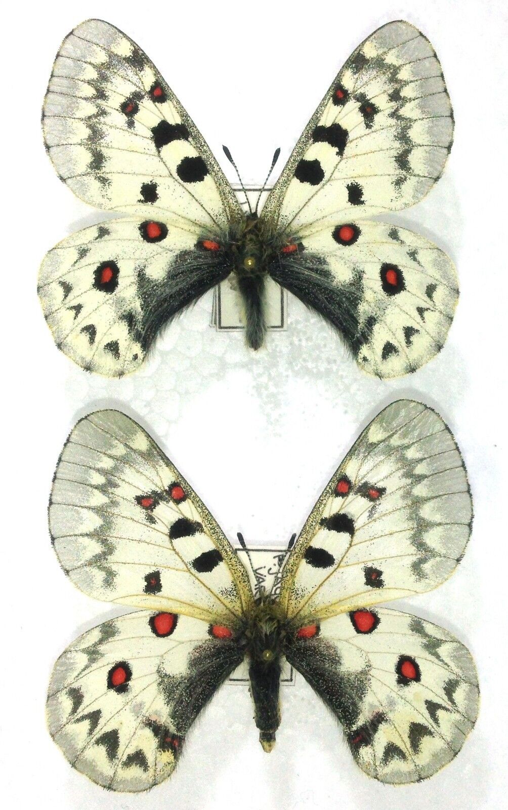 Lepidoptera. Parnassius jacquemontii variabilis, A1, Pair, Kirghizia.