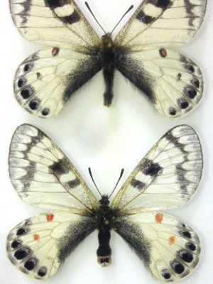 Lepidoptera. Parnassius loxias, A-, pair, RARE