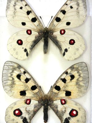 Parnassius merzbacheri, pair, A-, Kirghizia, RARE