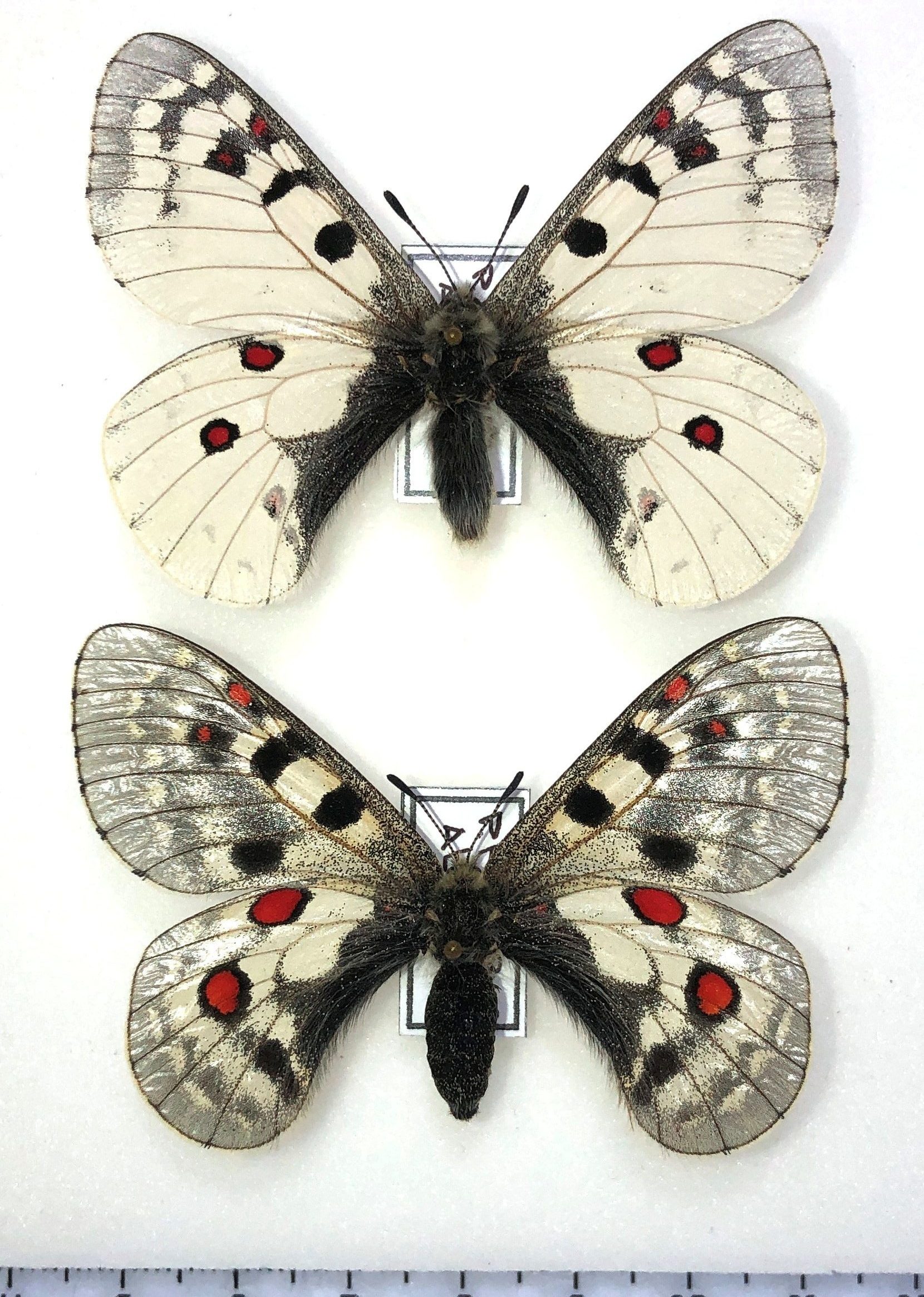 Lepidoptera. Parnassius phoebus alpestris, A1+, Pair, Altai