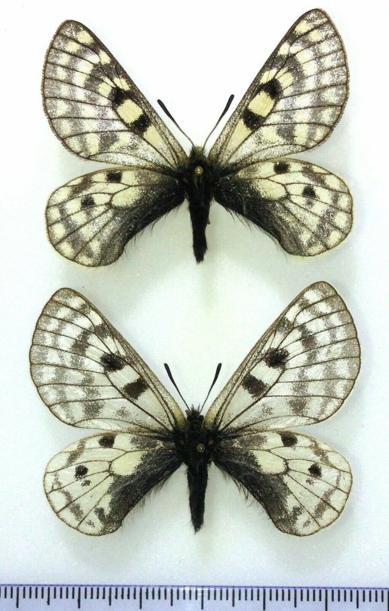 Parnassius simonius taldicus, A1-, pair, Kirghizia, RARE