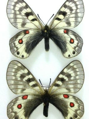 Parnassius staudingeri infernalis, A1-, pair, Kirghizia