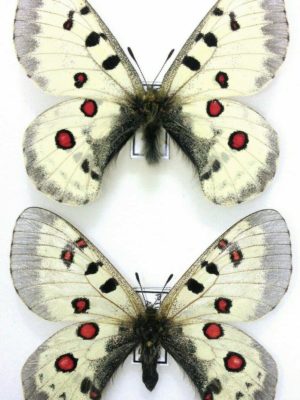 Lepidoptera. Parnassius tianschanicus astrictio, A1+,Pair, Kirghizia
