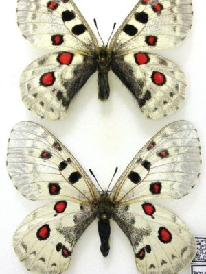 Lepidoptera. Parnassius tianschanicus chimganus, A1-,Pair, Kirghizia