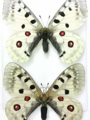 Lepidoptera. Parnassius tkathsukovi, A1, pair, Caucasus