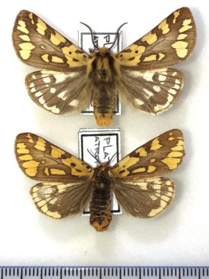 Lepidoptera. Platarctia atropurpurea, Pair, Transbaikalia, A-