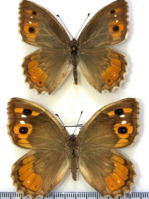 Lepidoptera. Satyridae. Pseudochazara pelopea persica, pair, A1-, Armenia