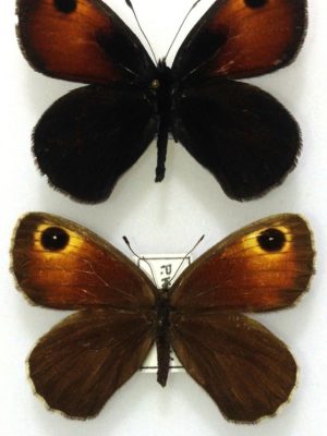 Satyridae. Paralasa kusnezovi, pair, A-, Kirghizia.
