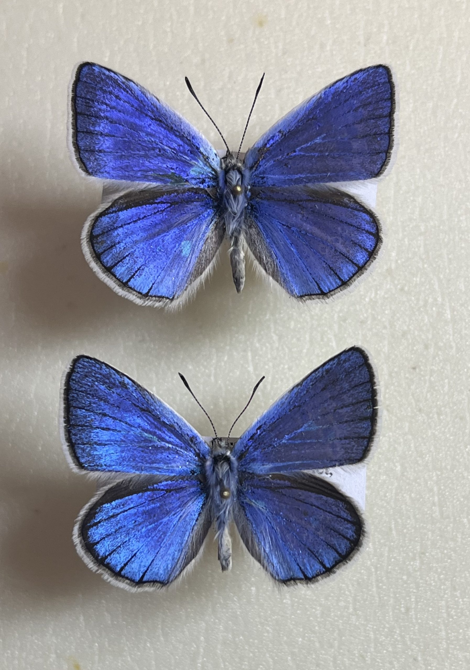 Agrodiaeus shamil, rare endemic