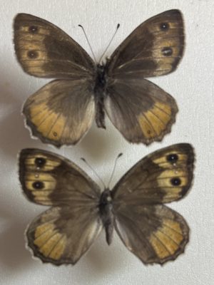 Pseudochazara amymone, extremely rare, mythical species