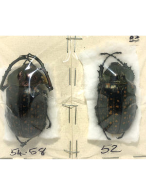 Coleoptera. Cheirotonus gestroi (Pair- Male 54.5mm Female 52mm), Thailand